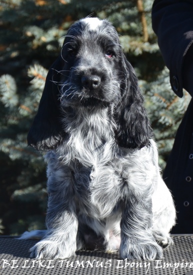 Cocker Spaniel Angielski